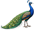image-layer
